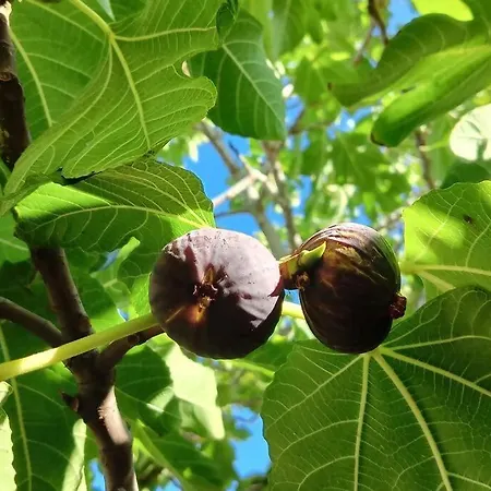 Appartamento La Pergola Di