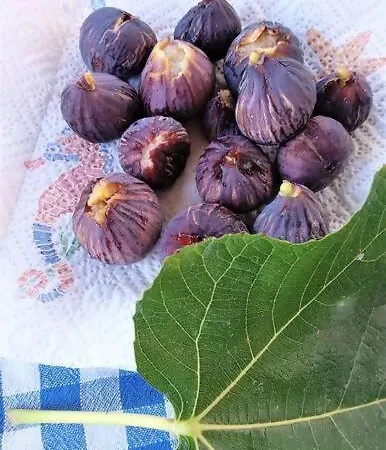La Pergola Di Appartamento Pomonte