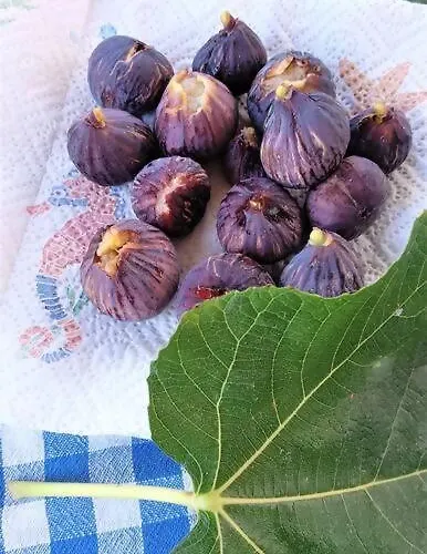 La Pergola Di Appartamento Pomonte